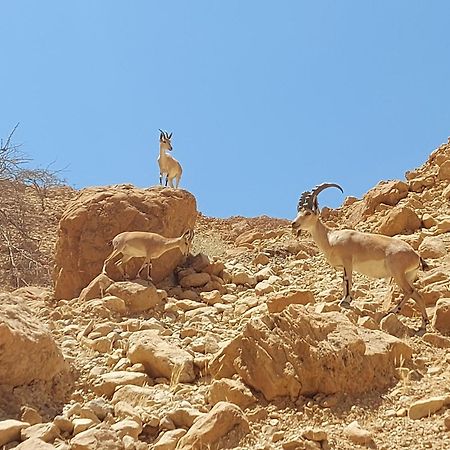 Unique&Warmy Place In The Dead Sea Avnat Bagian luar foto
