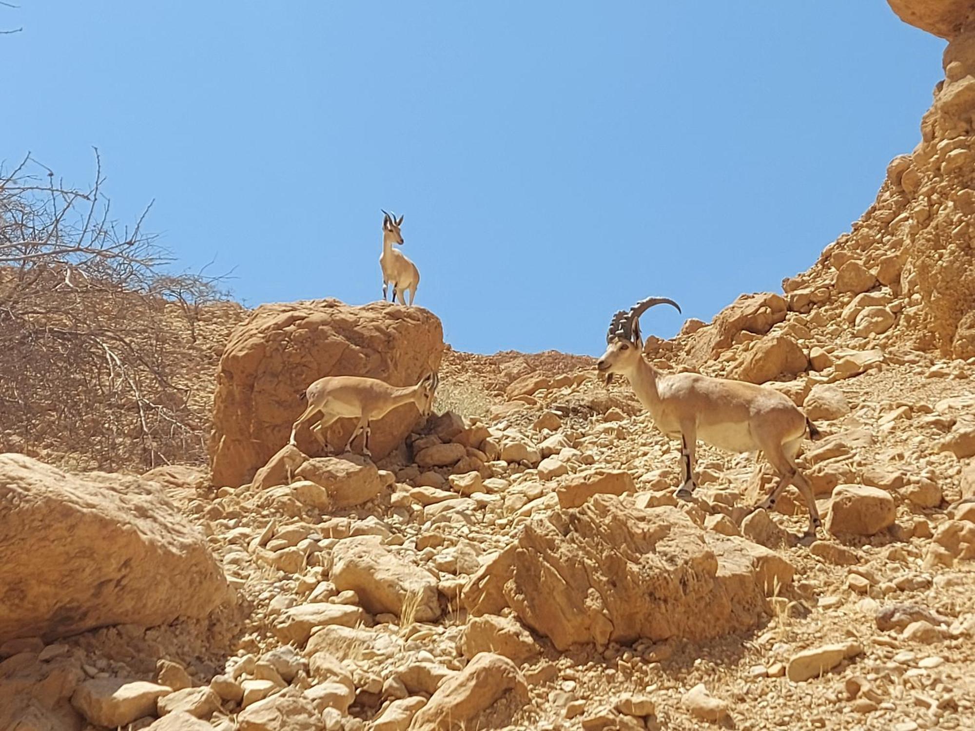Unique&Warmy Place In The Dead Sea Avnat Bagian luar foto